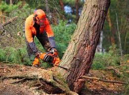 How Our Tree Care Process Works  in  Fredericksburg, TX