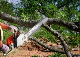 Tree and Shrub Care in Fredericksburg, TX