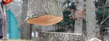 How Our Tree Care Process Works  in  Fredericksburg, TX