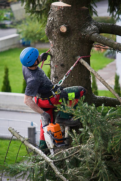 Best Mulching Services  in Fredericksburg, TX