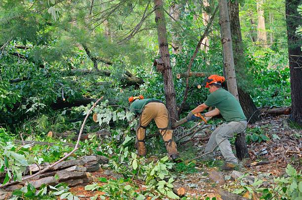 Best Tree Planting  in Fredericksburg, TX