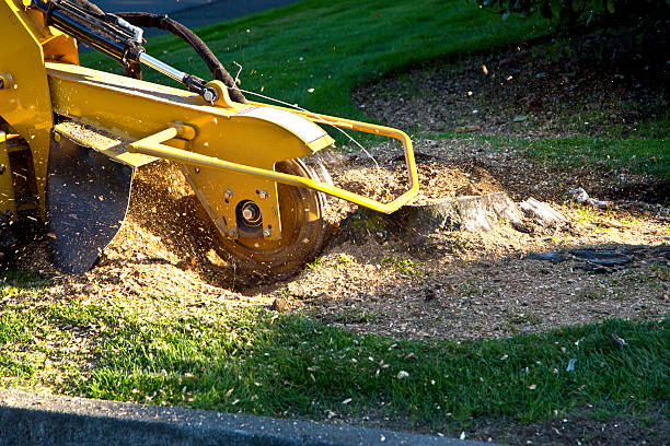 Best Tree Cabling and Bracing  in Fredericksburg, TX