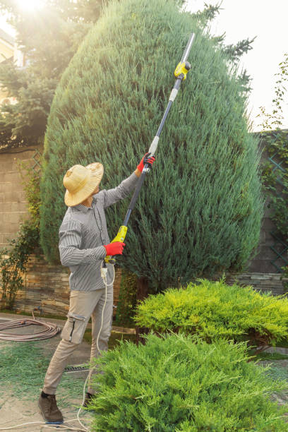 Tree and Shrub Care in Fredericksburg, TX