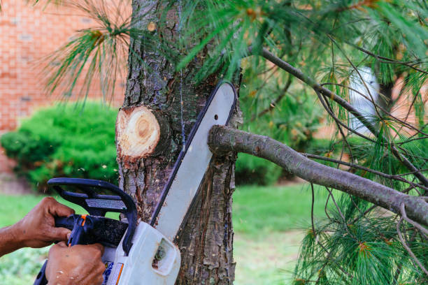 Best Weed Control  in Fredericksburg, TX